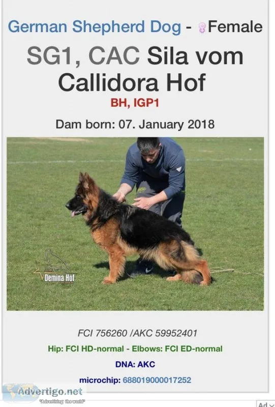 Quality long coat Showline Germen Shepherd puppies