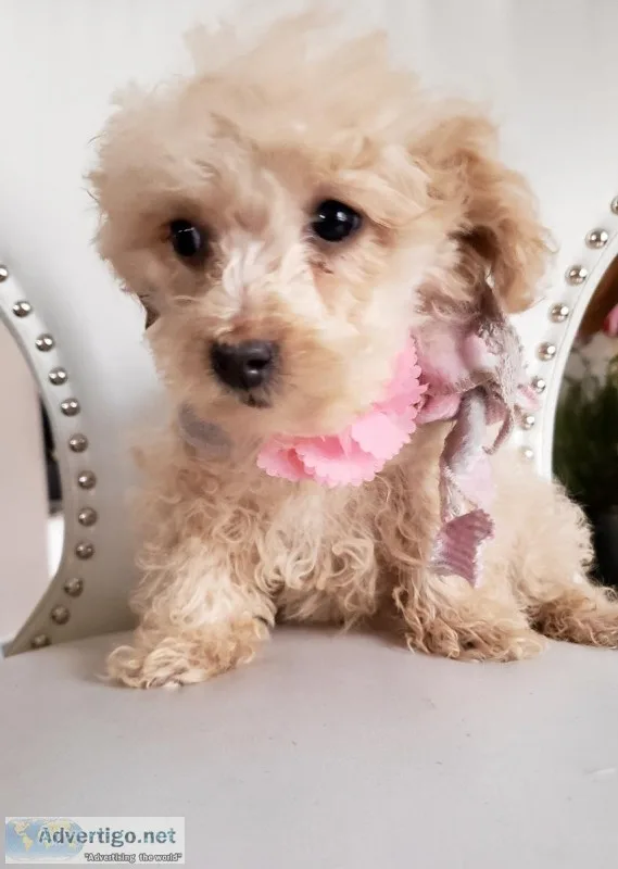 TOY F1B Mini Goldendoodle - READY TODAY