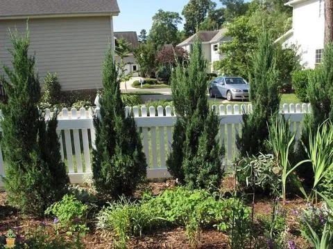 Blue Point Juniper