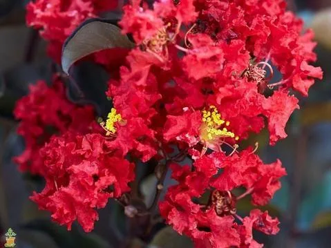 Black Diamond Crape Myrtle