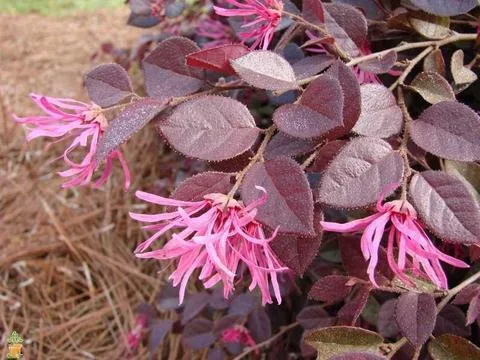 Crimson Fire Loropetalum