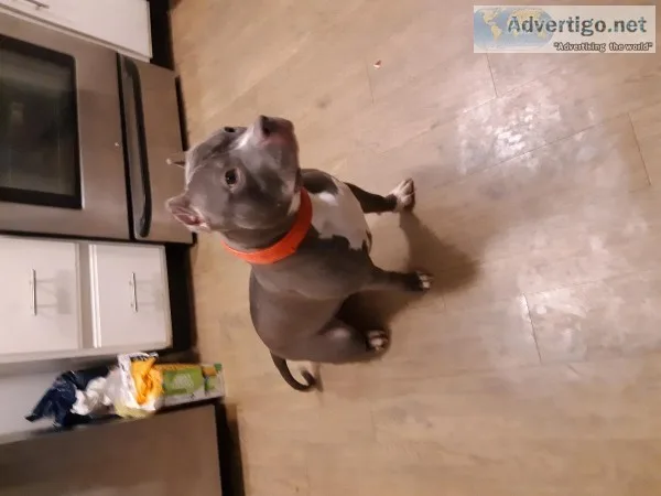 10mth old UKC papers bully