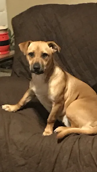 Super Sweet Dogs Need a New Home