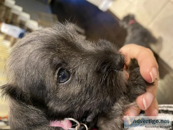 Miniature Schnauzer Puppies