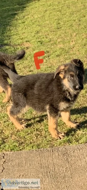 German Shepherd puppy
