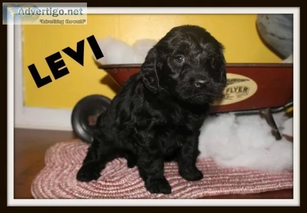 Levi Male Mini Labradoodle