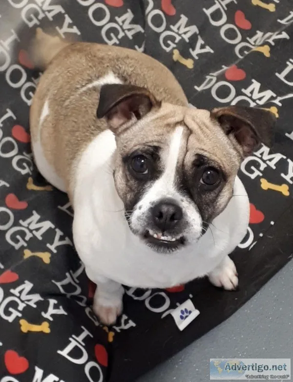 Female jug needs new forever home