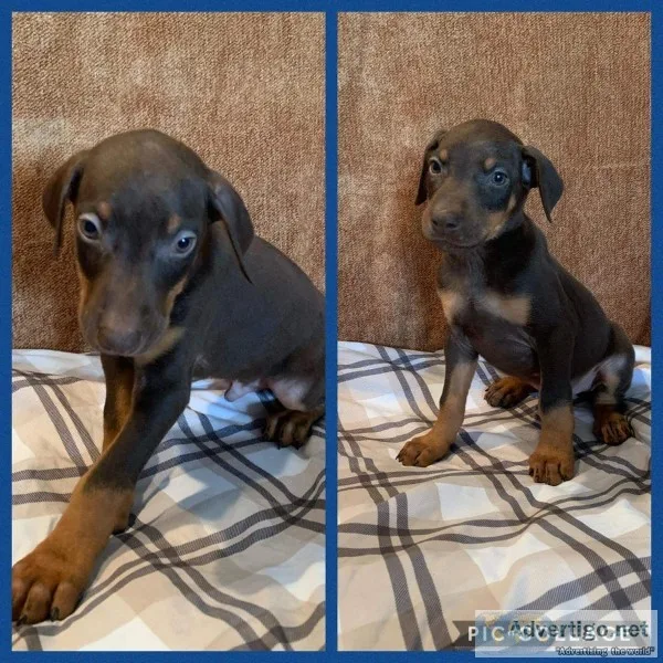 Doberman puppies