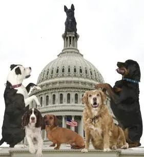 Dog Daycare McLean VA