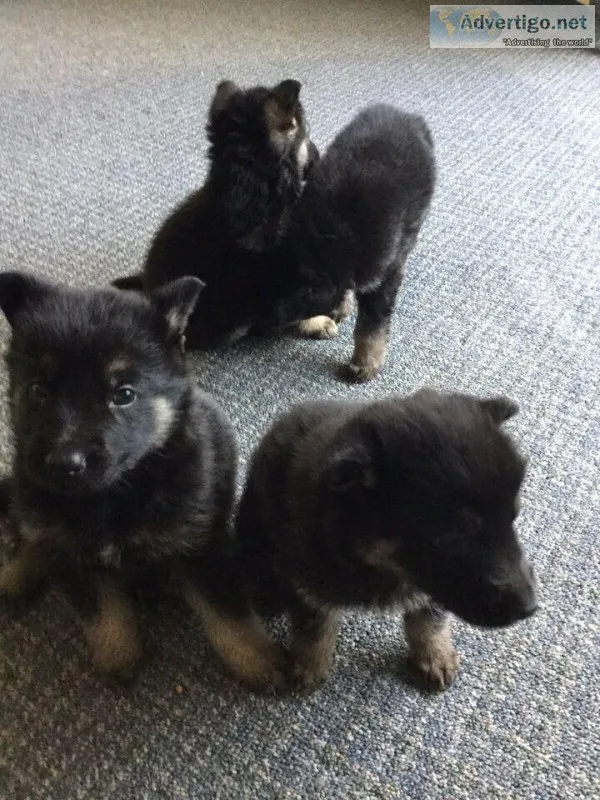 German shepherd pups