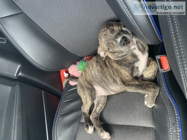 Purebred Brindle Pitbull Puppy