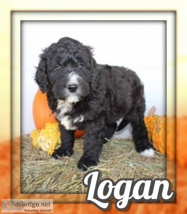 Logan Male Bernedoodle