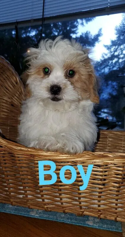 Shih tzu x puppies for sale