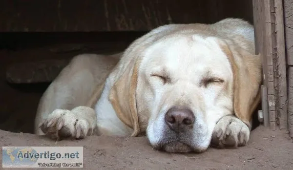 Anti-Stress Audio and Visuals For Dogs