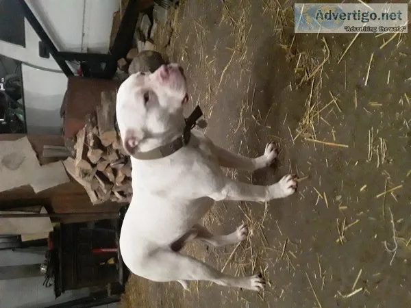 American pitbull terrier puppies 