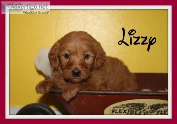Lizzy Female Mini Labradoodle