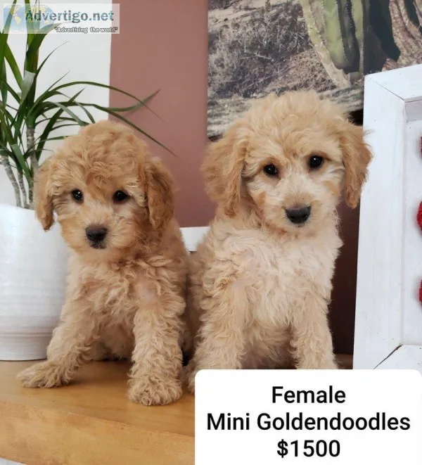 Beautiful F1B Mini Goldendoodle Puppies - READY TODAY