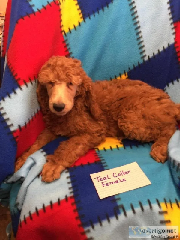 AKC STANDARD POODLE PUPPIES