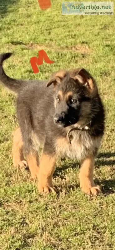 German Shepherd puppy