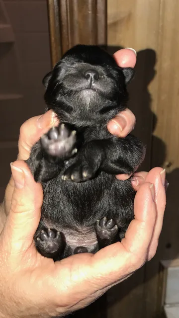 Pomeranian puppy