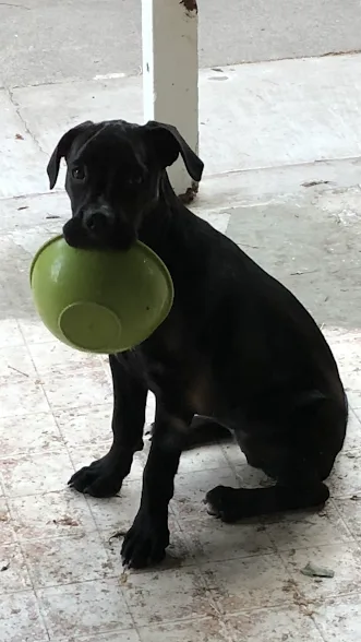Super Sweet Dog Needs a New Home