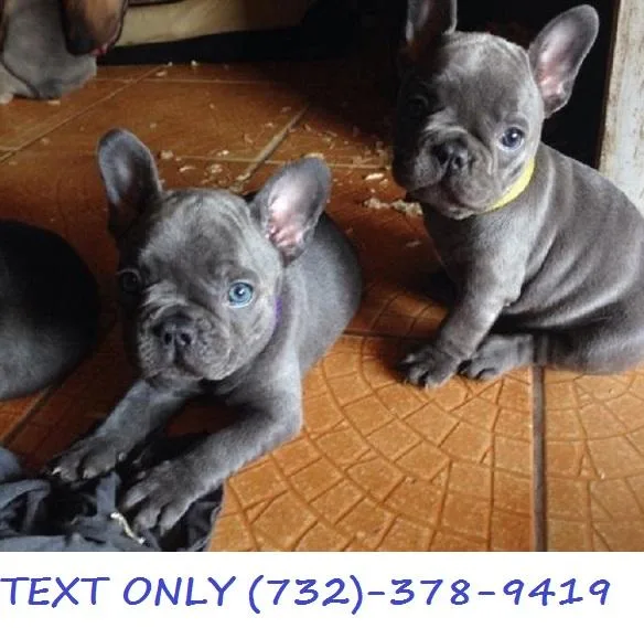 Blue French Bulldog Puppies - Outstanding Litter