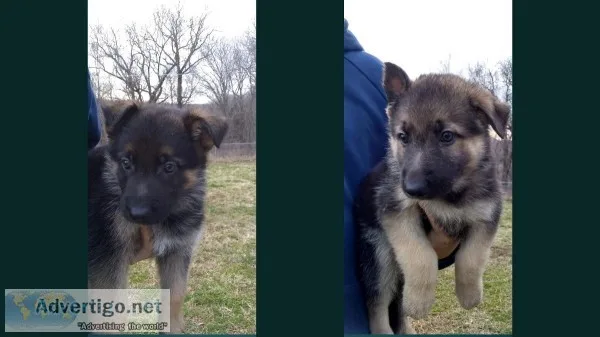 AKC German shepherd puppies