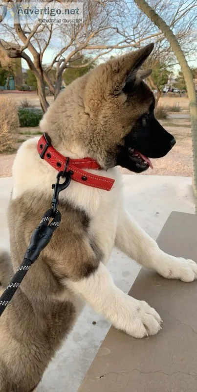 Beautiful akc akita female puppy