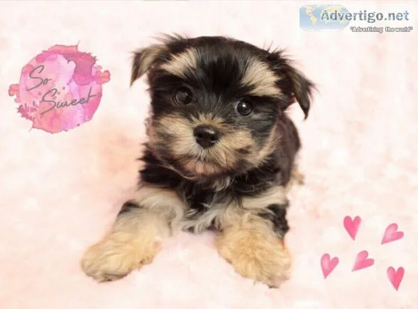  TEDDY BEAR DOLL FACE  MALTESE  YORKIE  MORKIE LOVES 