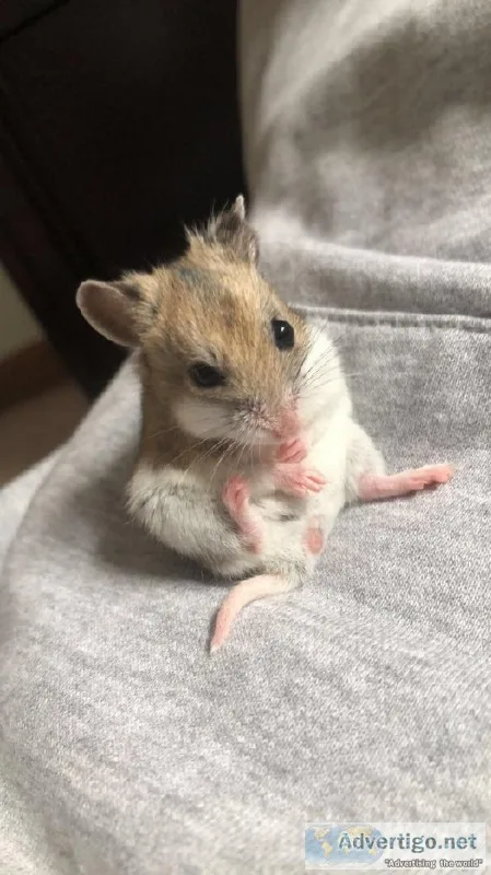 Hamster  cage