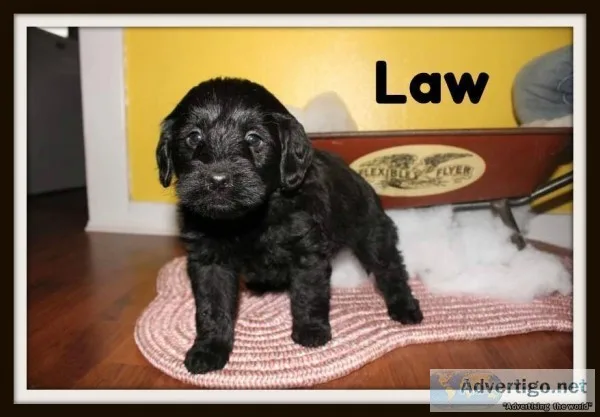 Law Male Mini Labradoodle