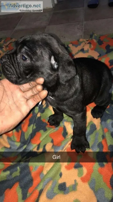 Cane corso