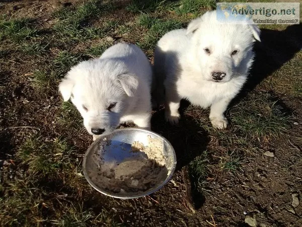 Wolf Hybrid Pups