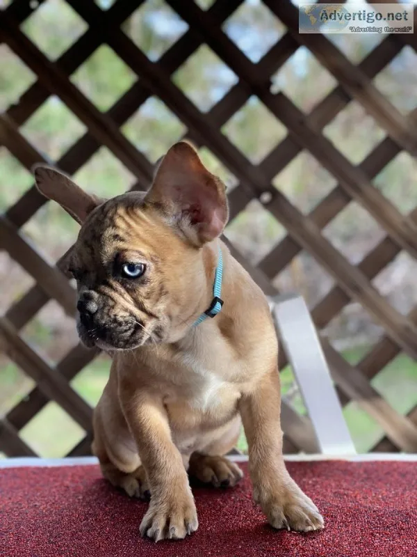French Bulldog