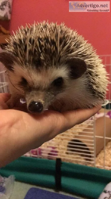 Male hedgehog