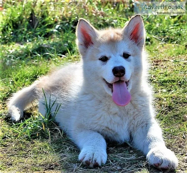 Alaskan Malamute Puppies