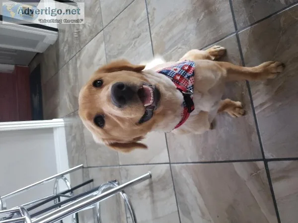 1yr old Golden retriever