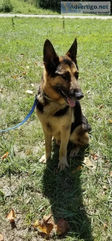 Rocky (german shepherd)