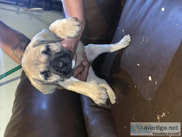 Presa Canario Pups