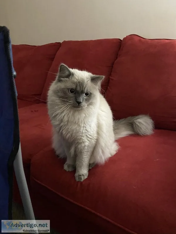 Full Blood dollface Persian