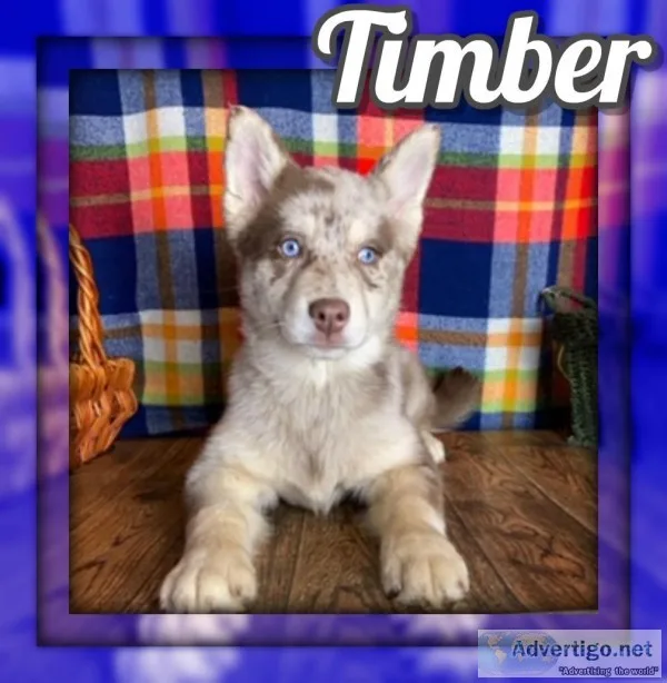 Timber Male Pomsky