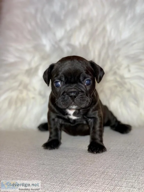 French Bulldog