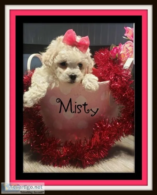 Misty Female Bichon
