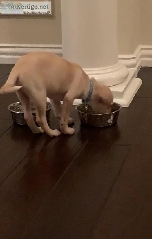 Chihuahua mix