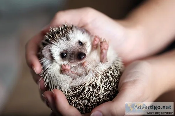Hedgehogs for sale in Connecticut
