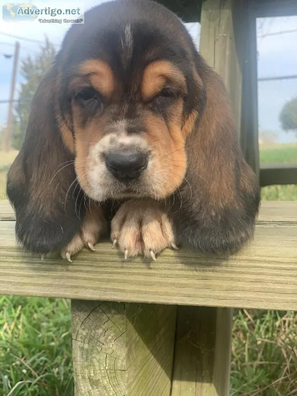 Ckc Basset Hound Puppies