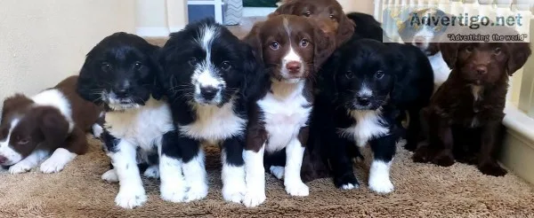 Springerdoodle puppies looking for loving homes