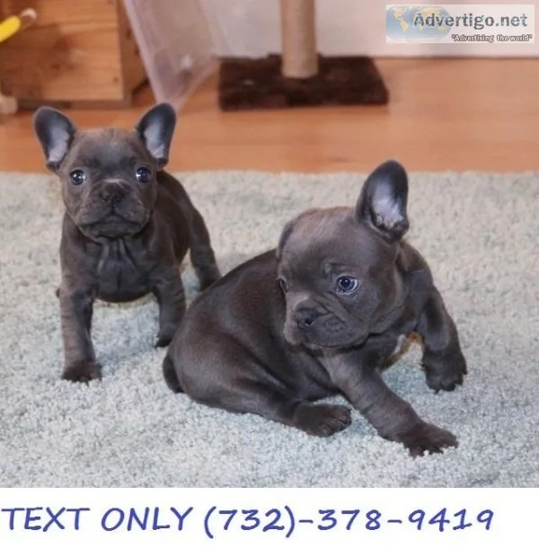 Full AKc Babies Ready Now Only Boy And Girl Left