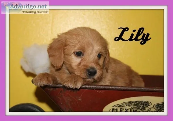 Lily Female Mini Labradoodle