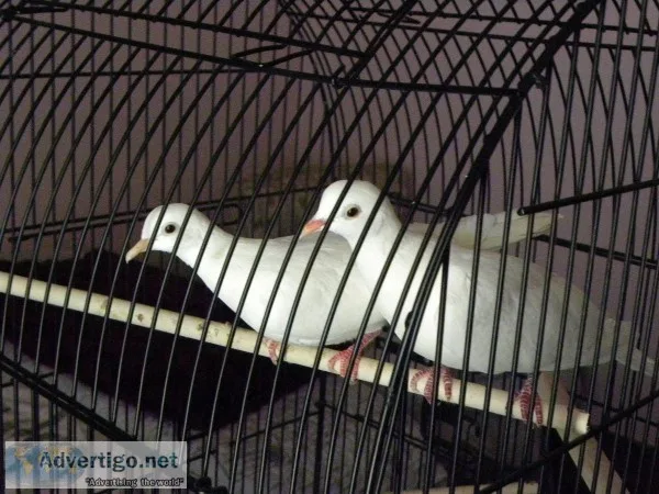 White Dove pair